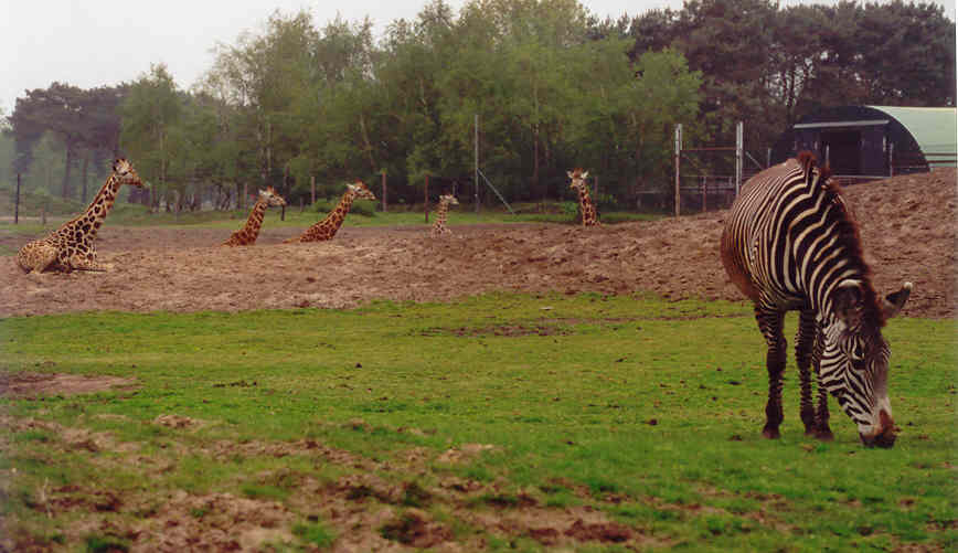 Mooie tekeningen hebben sommige dieren toch