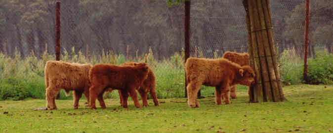 Grappige jonge schotse hooglanders