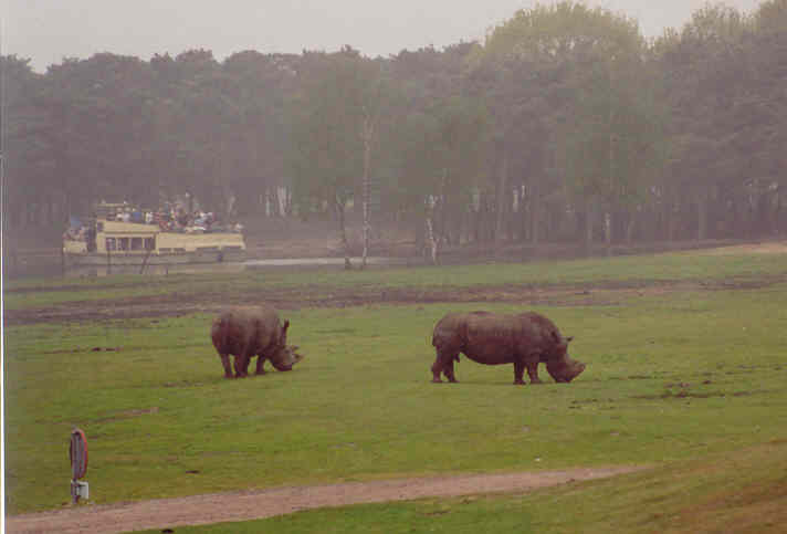 Kolossale neushoorns, toeristen boot op de achtergrond