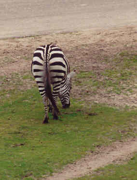 Ik heb lang moeten wachten tot dit beest zich omdraaide